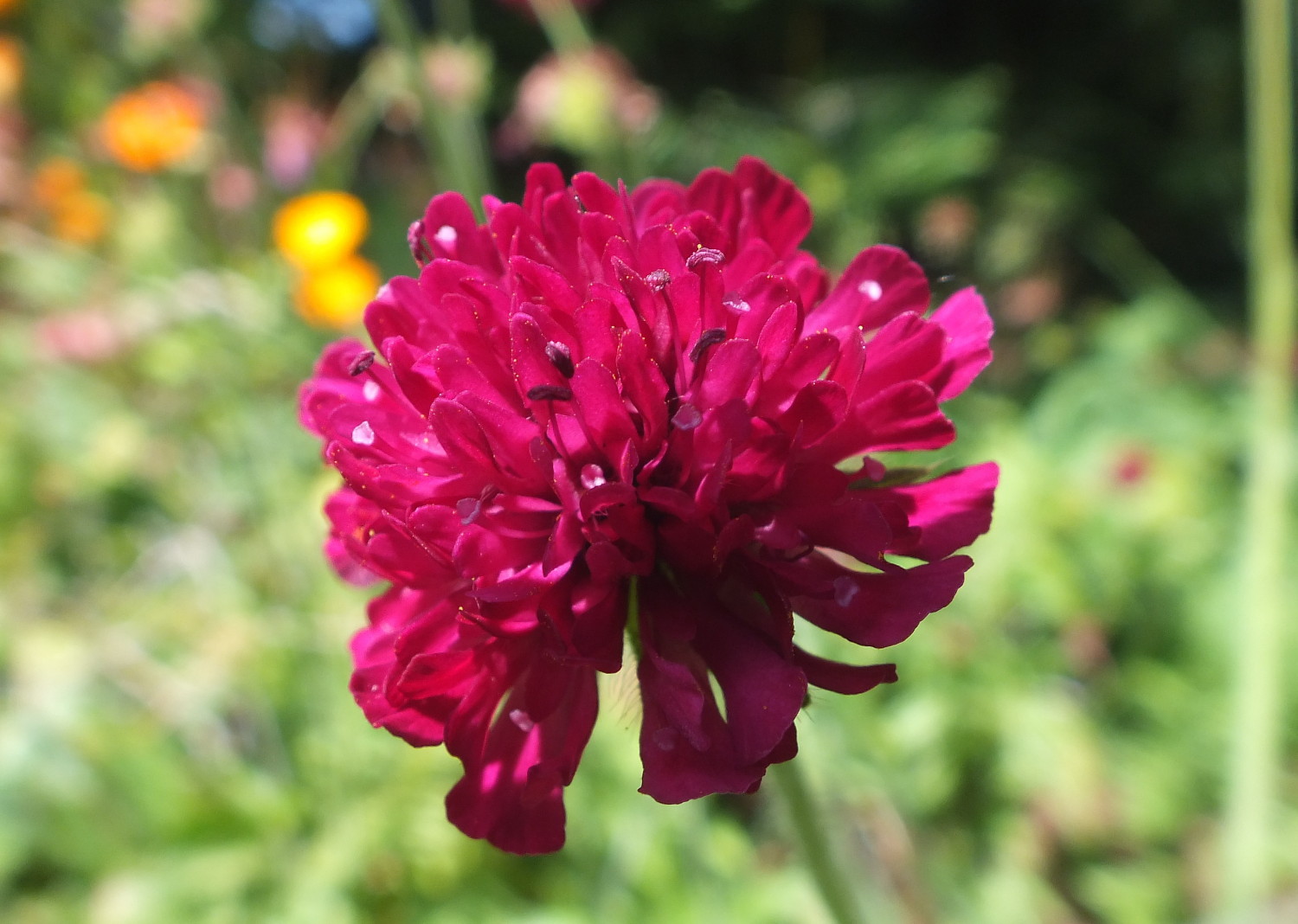 1078RedClover.jpg