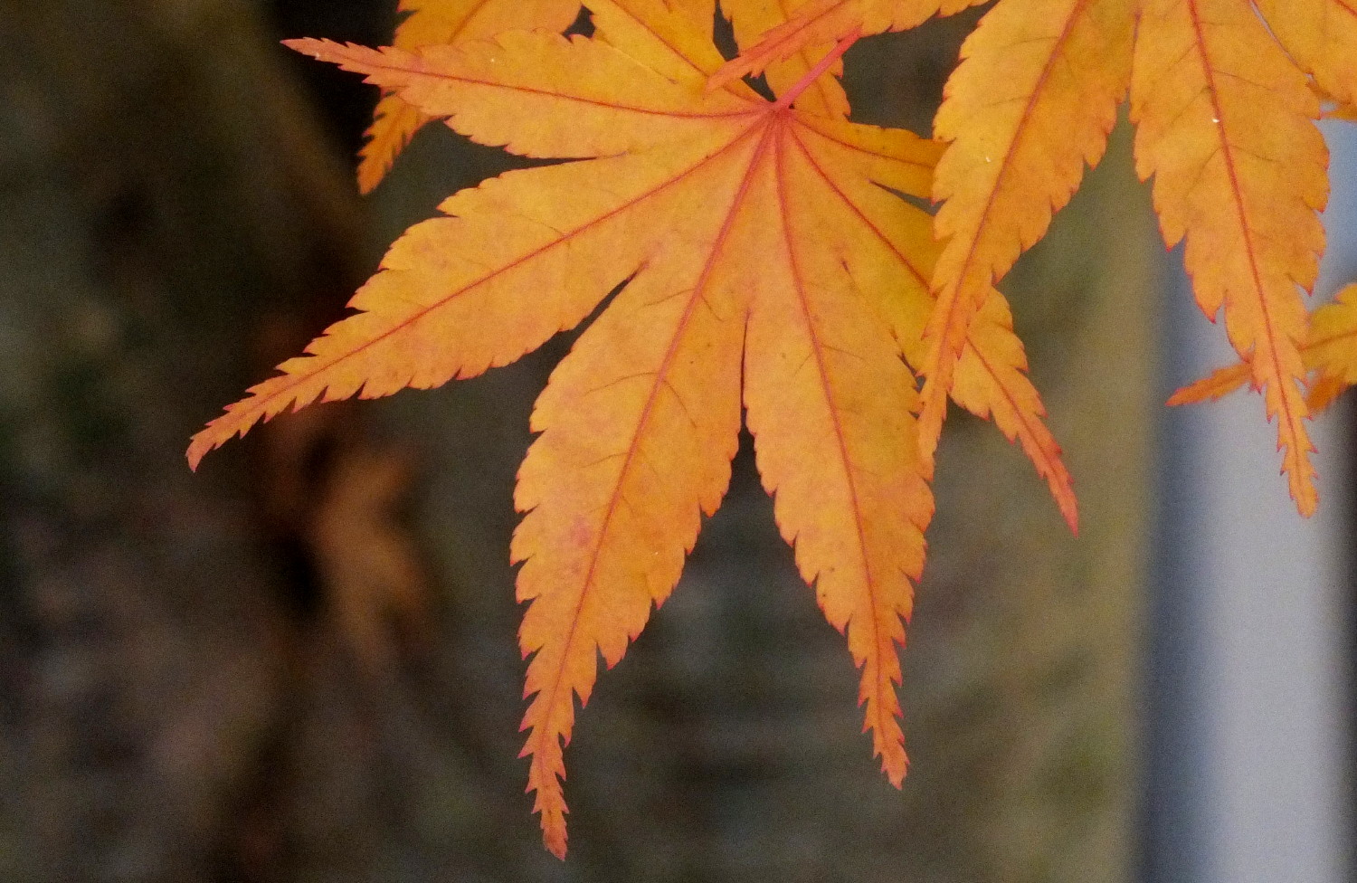 0884Leaves.jpg