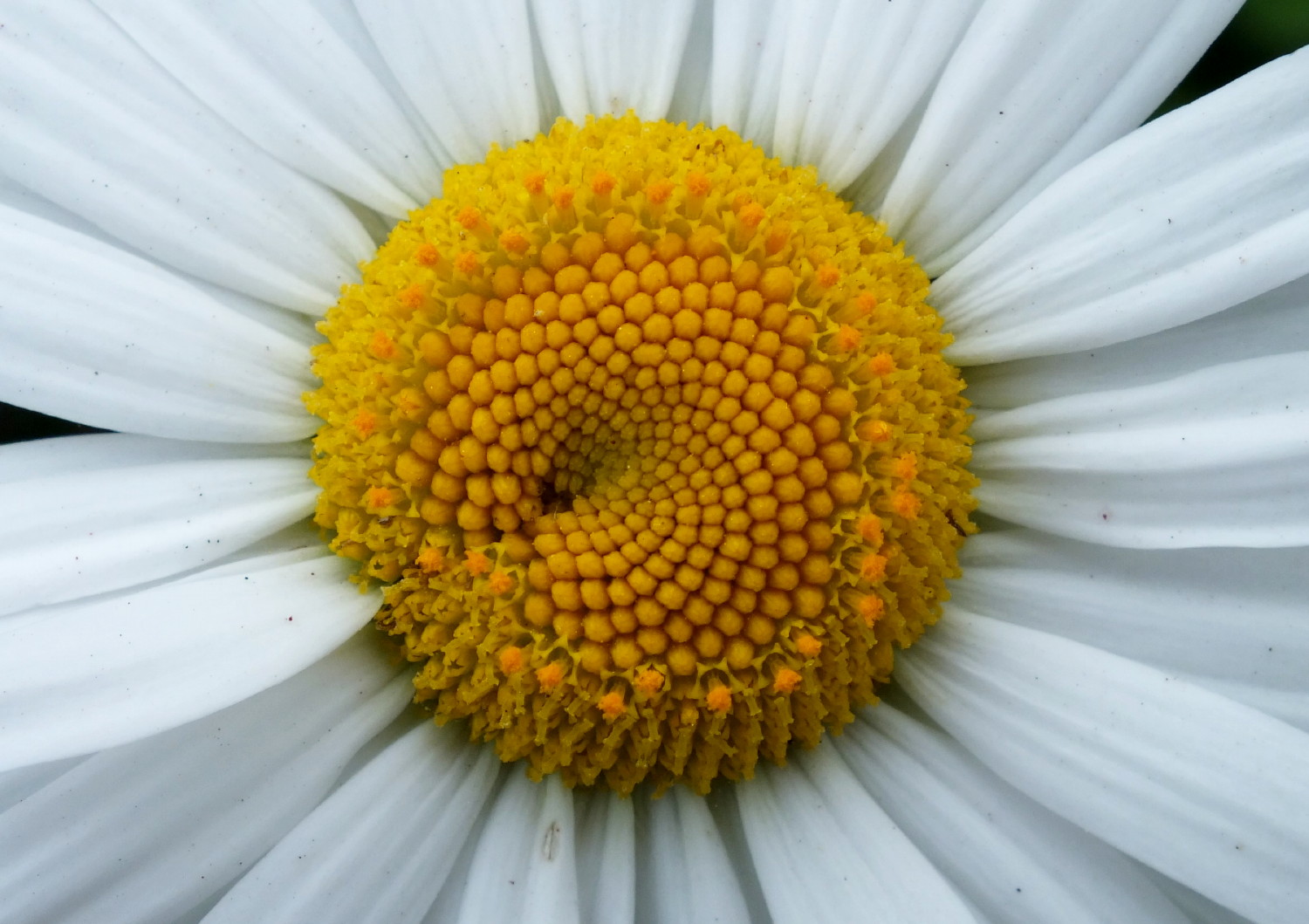 1067Daisy.jpg