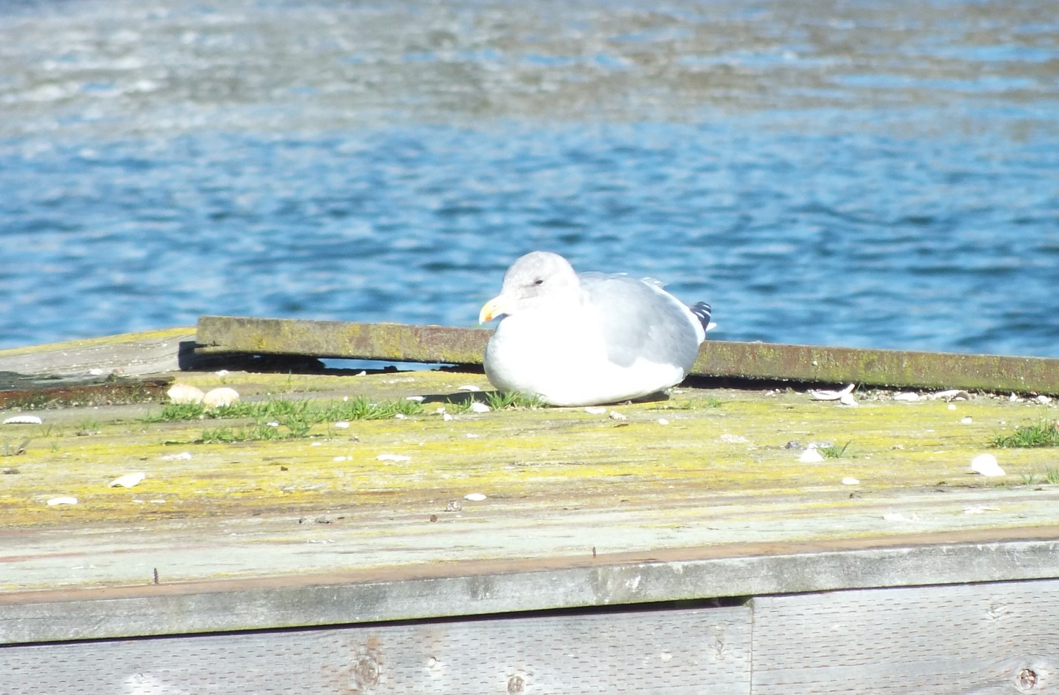 0928Seagull.jpg