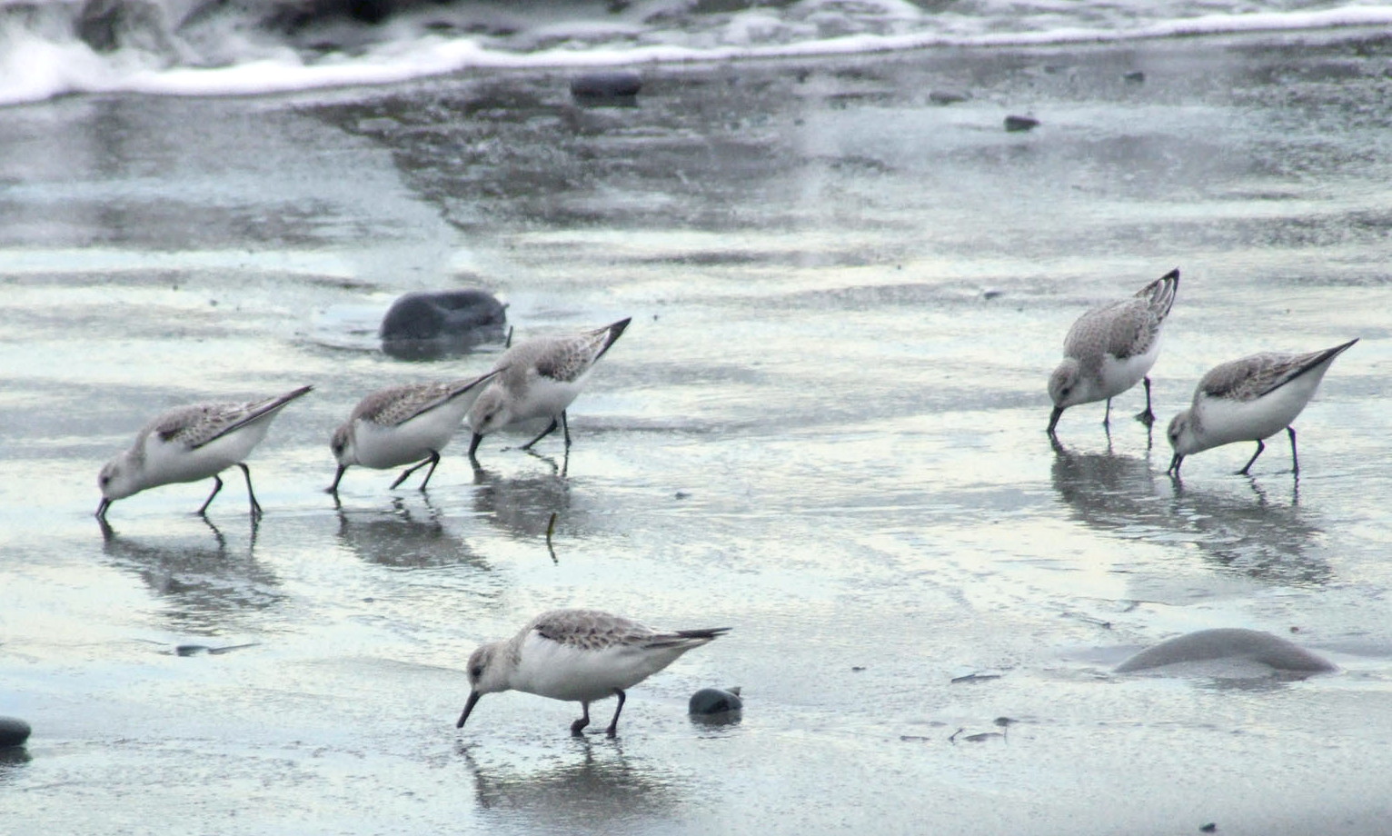 0888Sandpipers.jpg