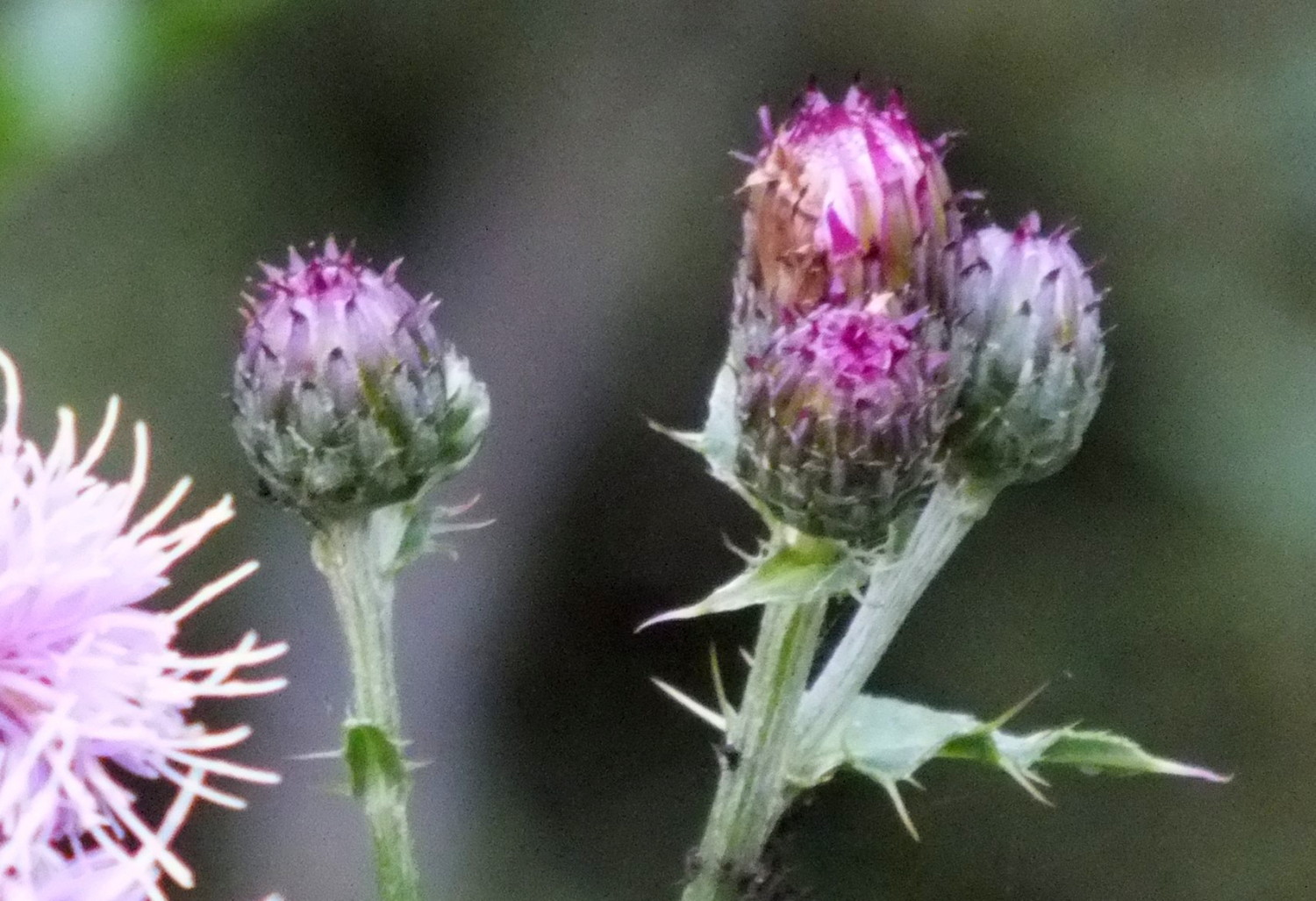 1063Thistles.jpg