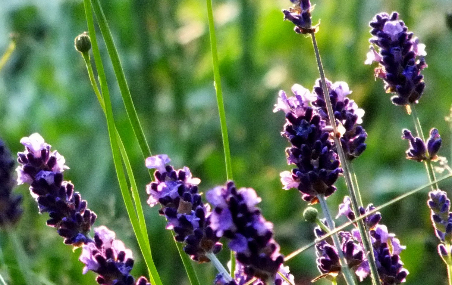 1063Lavender.jpg