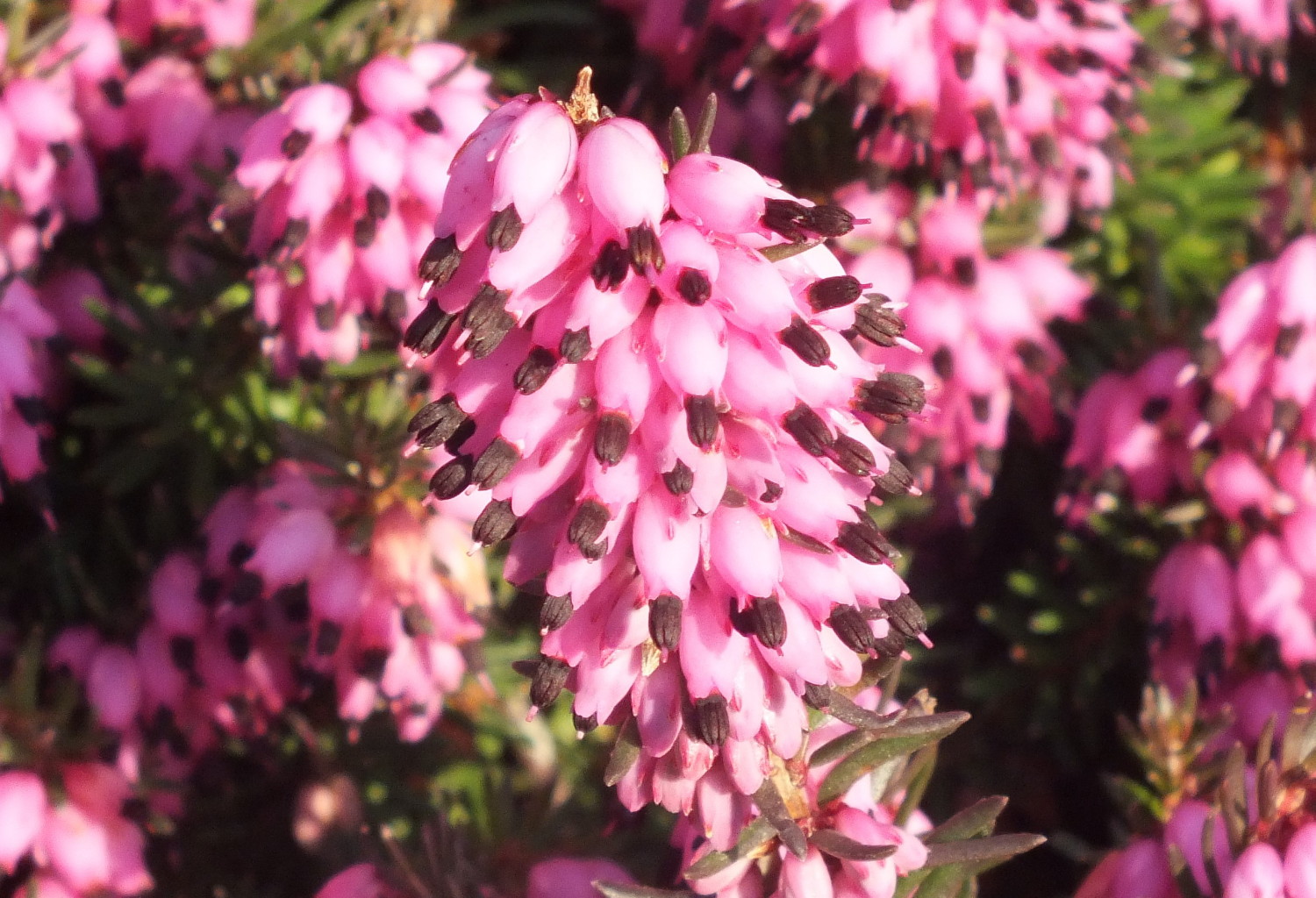 0939Heather.jpg