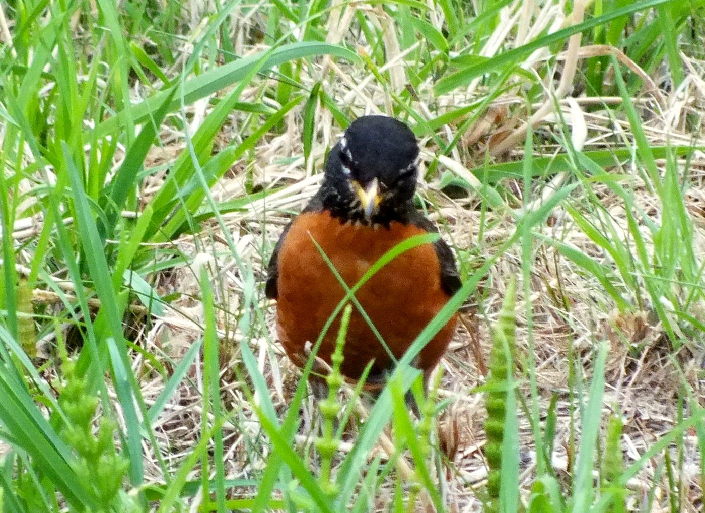 1063Bird.jpg