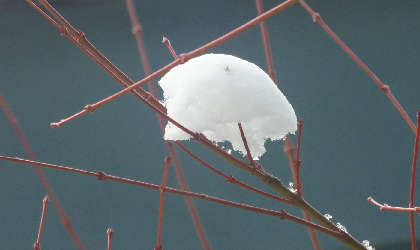 0871SnowyTwig2.jpg