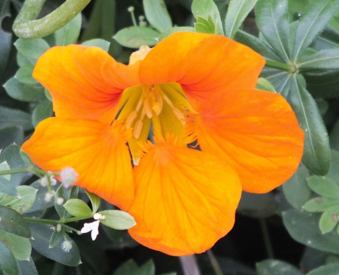 0649Nasturtium.jpg