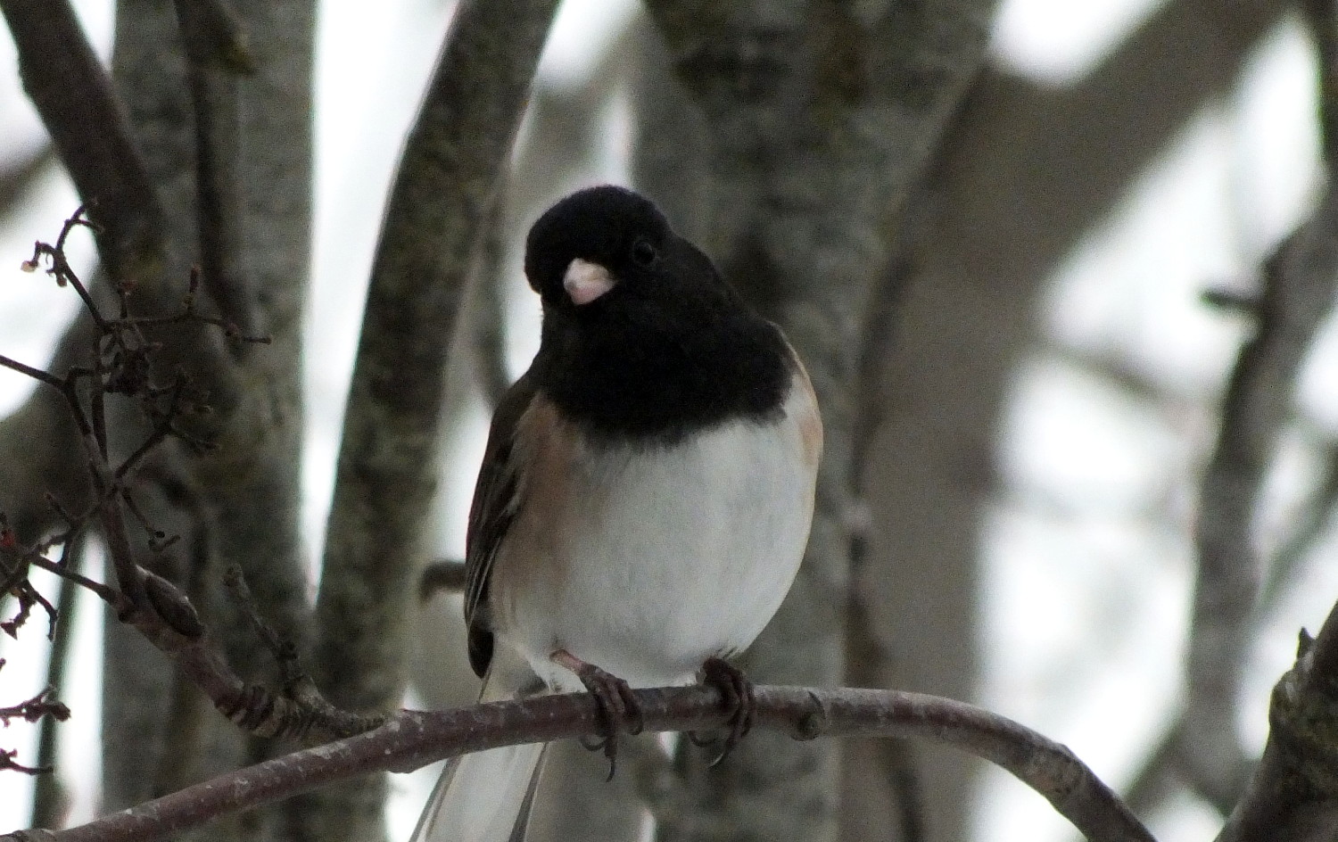 0892WinterBird.jpg