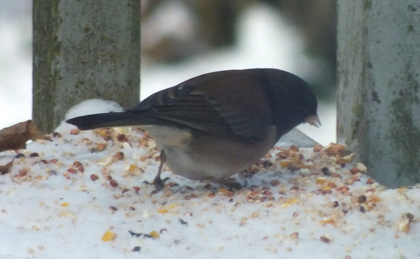 0871Finch.jpg