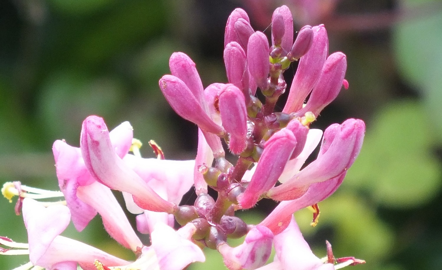 0832Honeysuckle.jpg