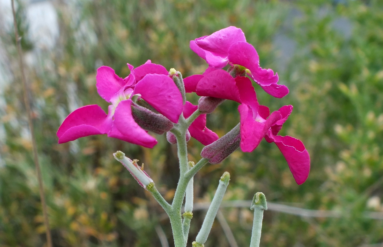 1067Phlox.jpg