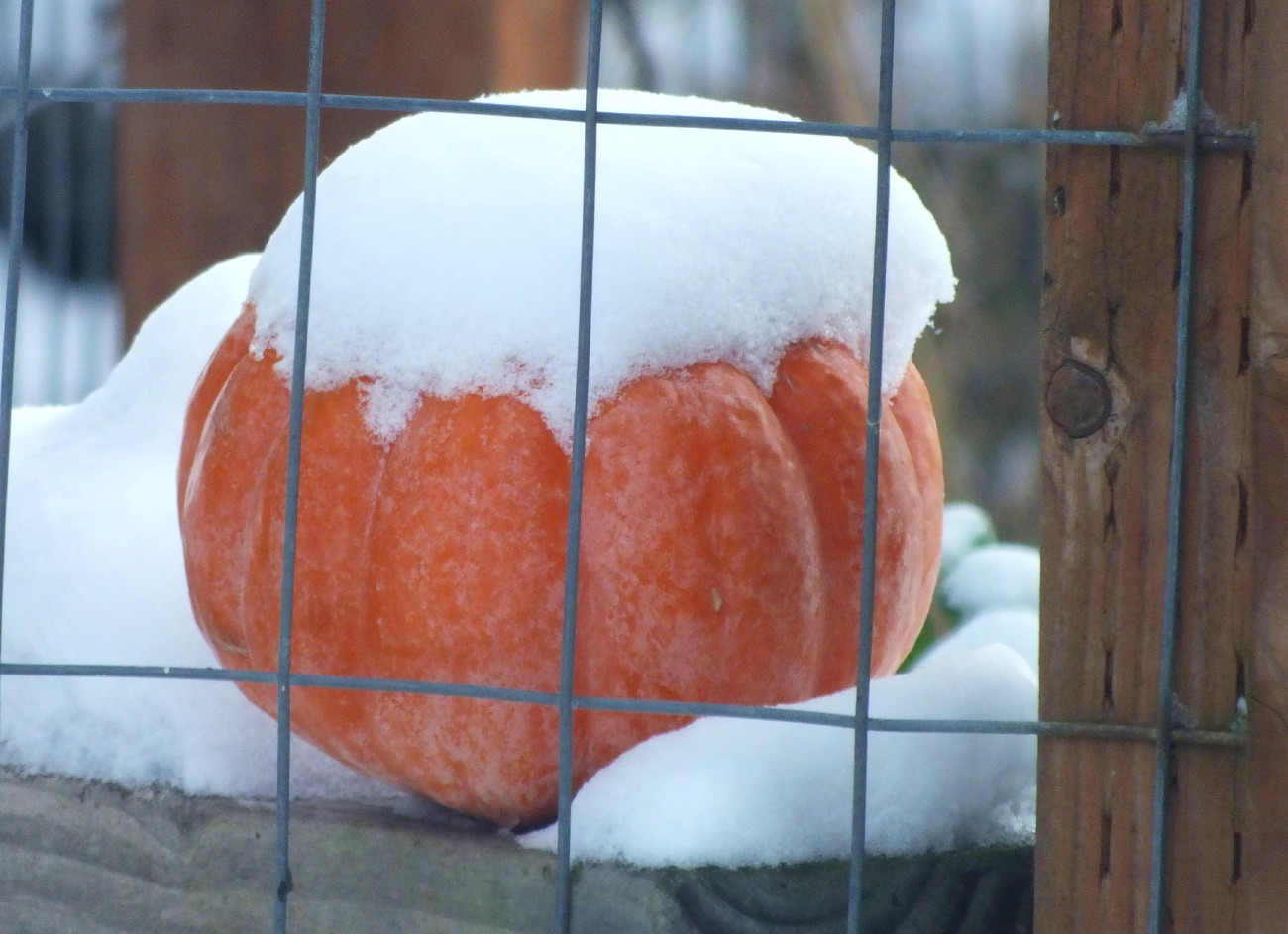 0871Pumpkin.jpg