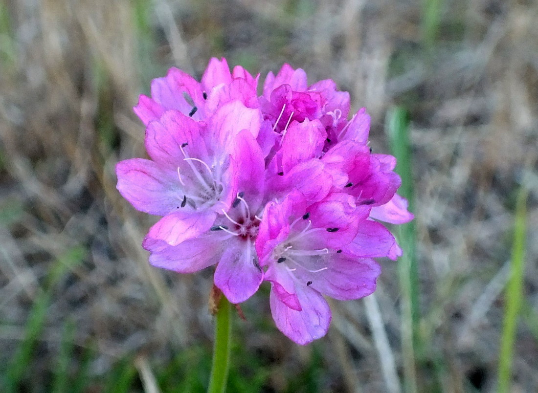0362Clover2.jpg