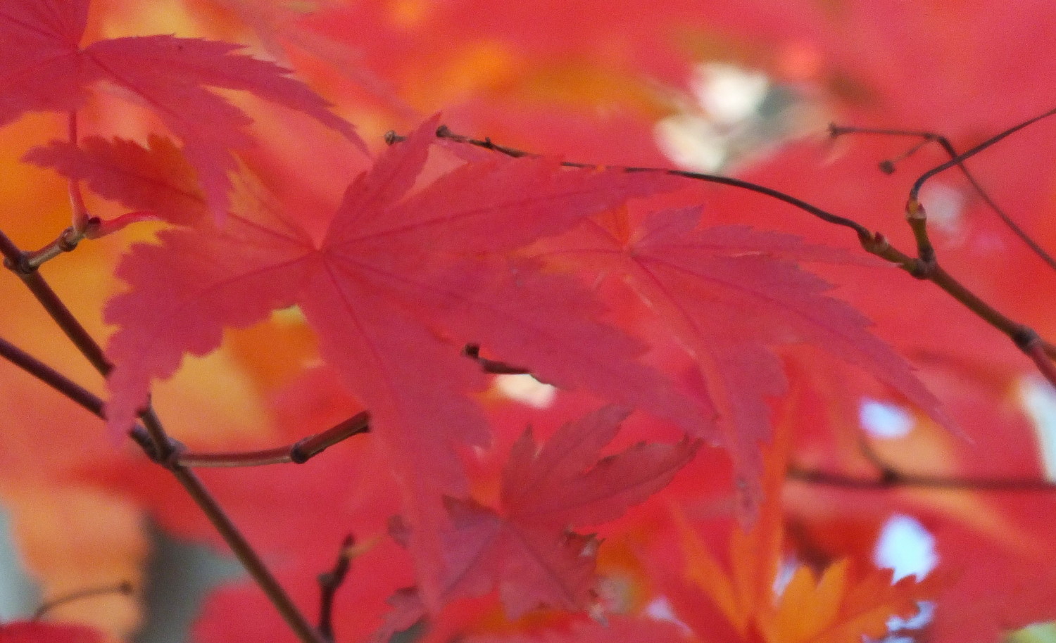 0794Leaves2.jpg