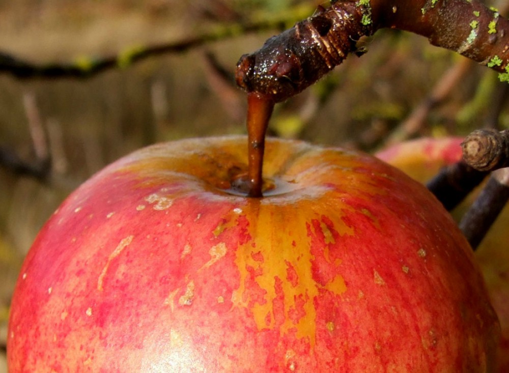 0451Apple.jpg