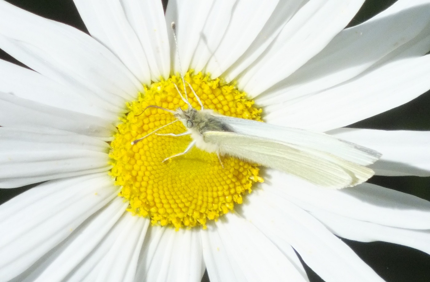 0832WhiteOnWhite.jpg