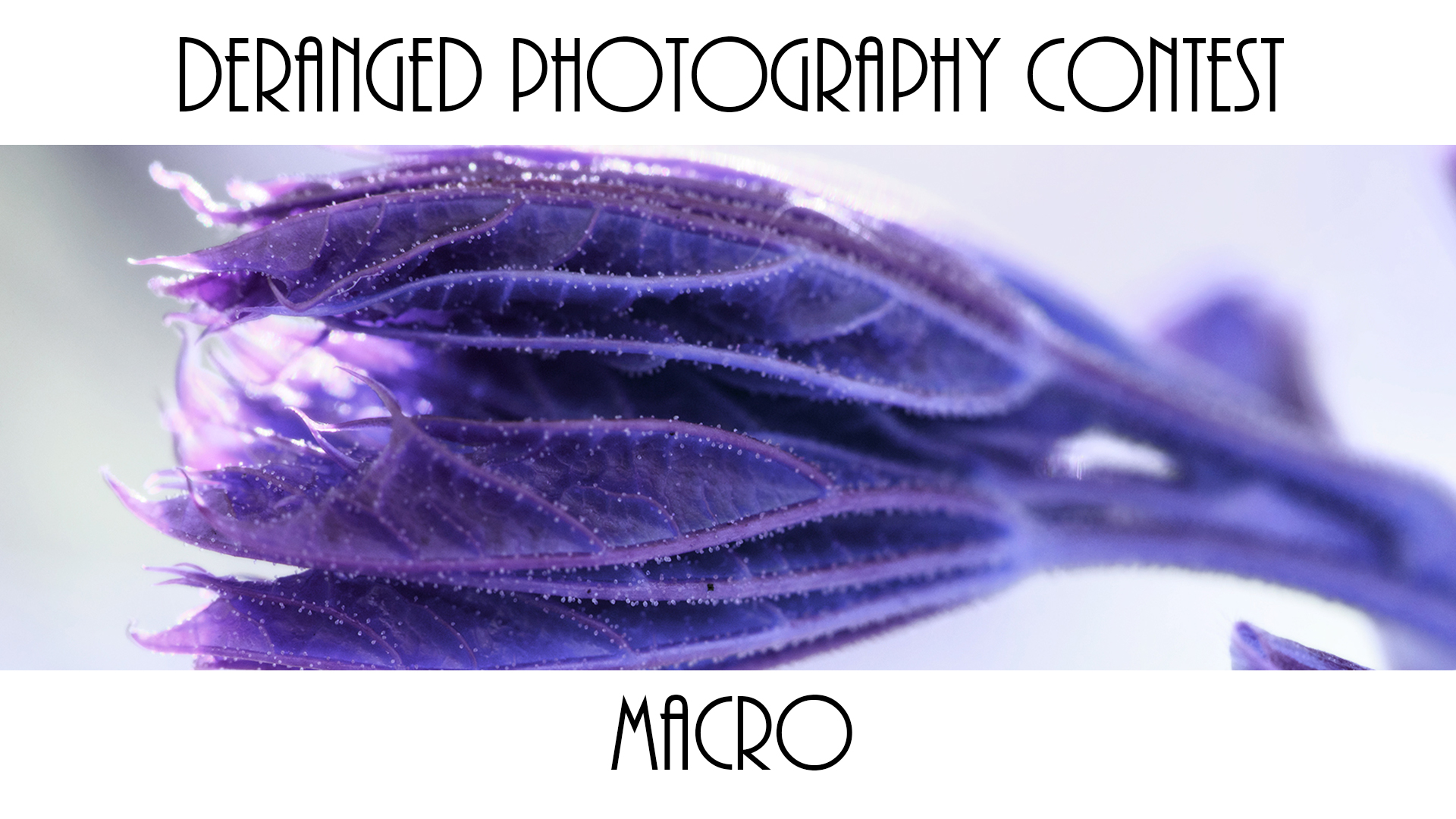 macro.jpg