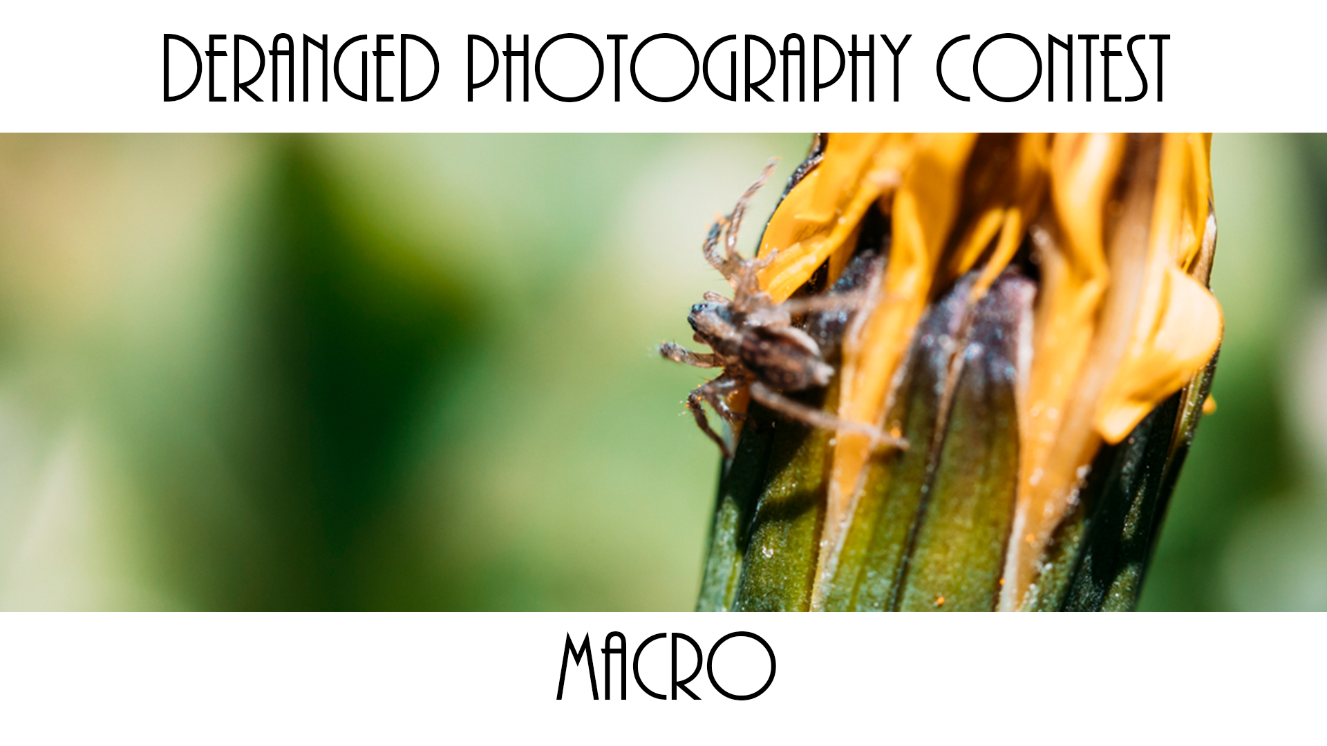 macro.jpg