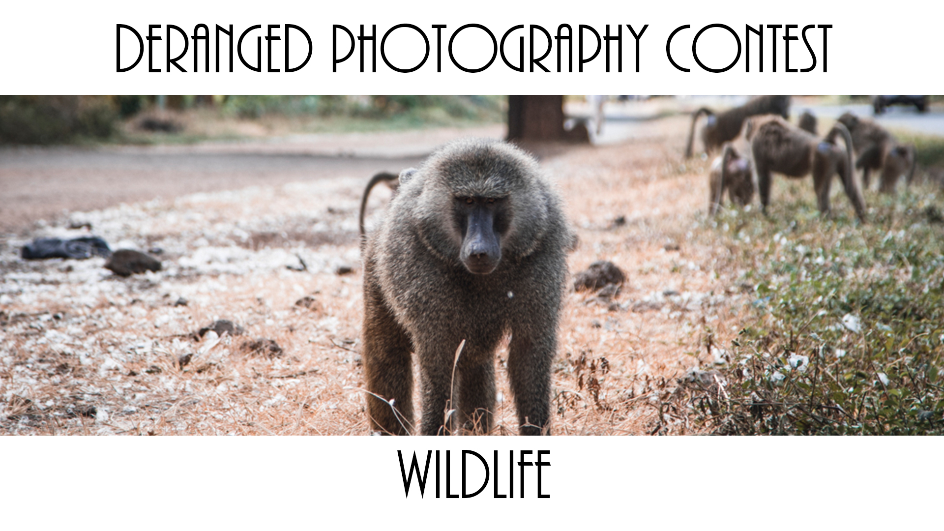 wildlife.jpg