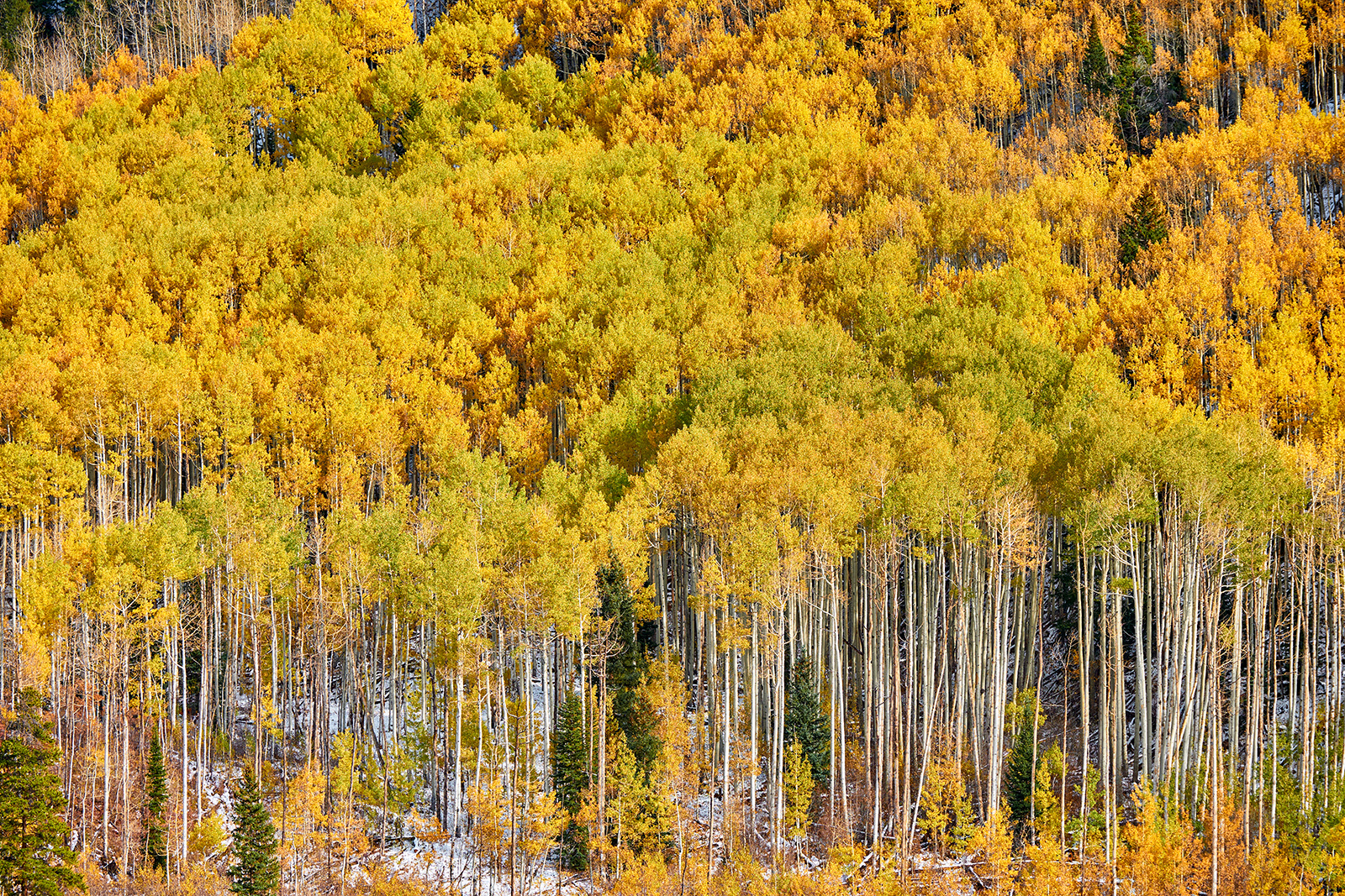 aspengroveatautumninrockymountainsNMCF675.jpg