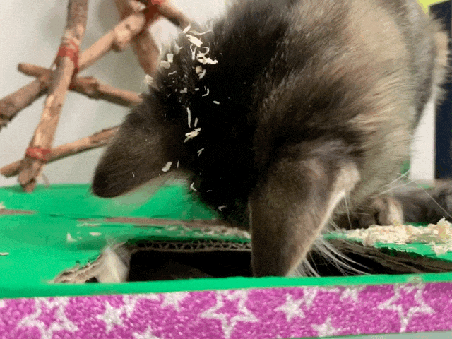 dangerous animal try to steeal beer.gif
