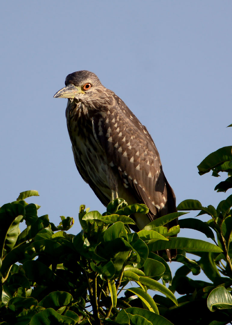 DSC_8740.jpg