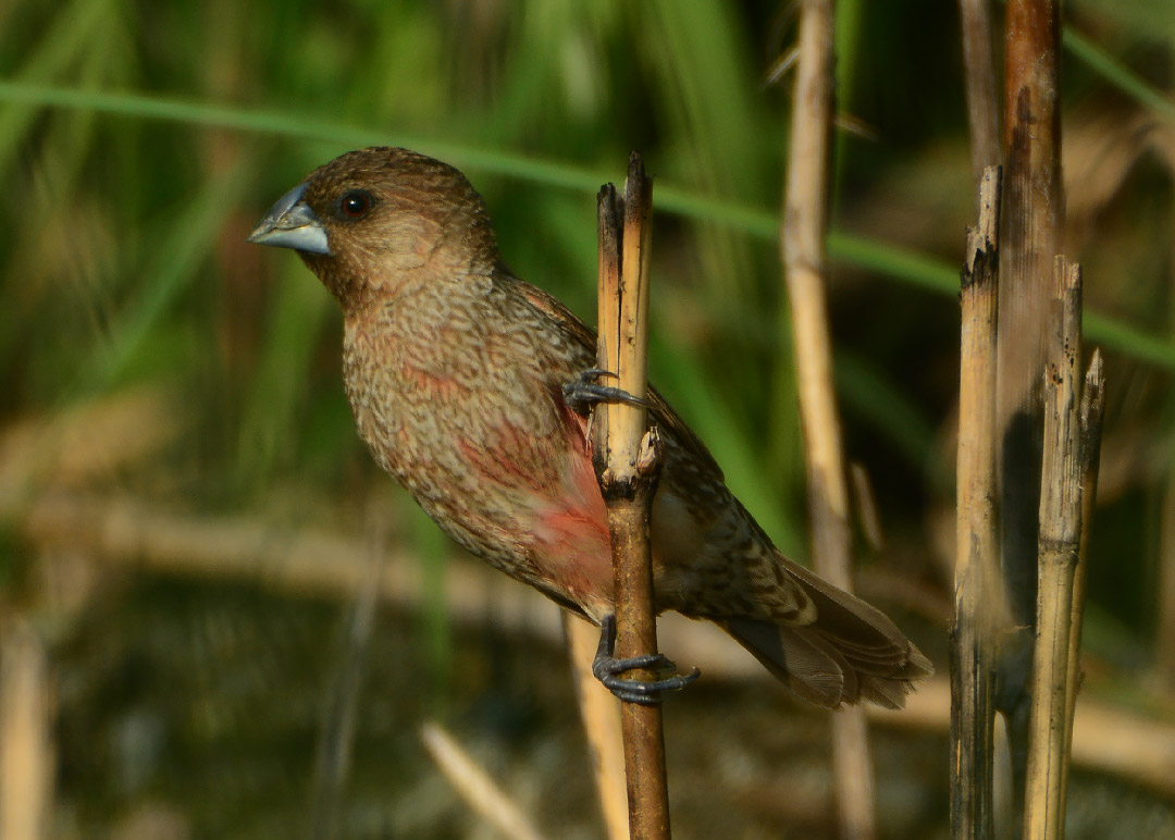 DSC_6690a.jpg