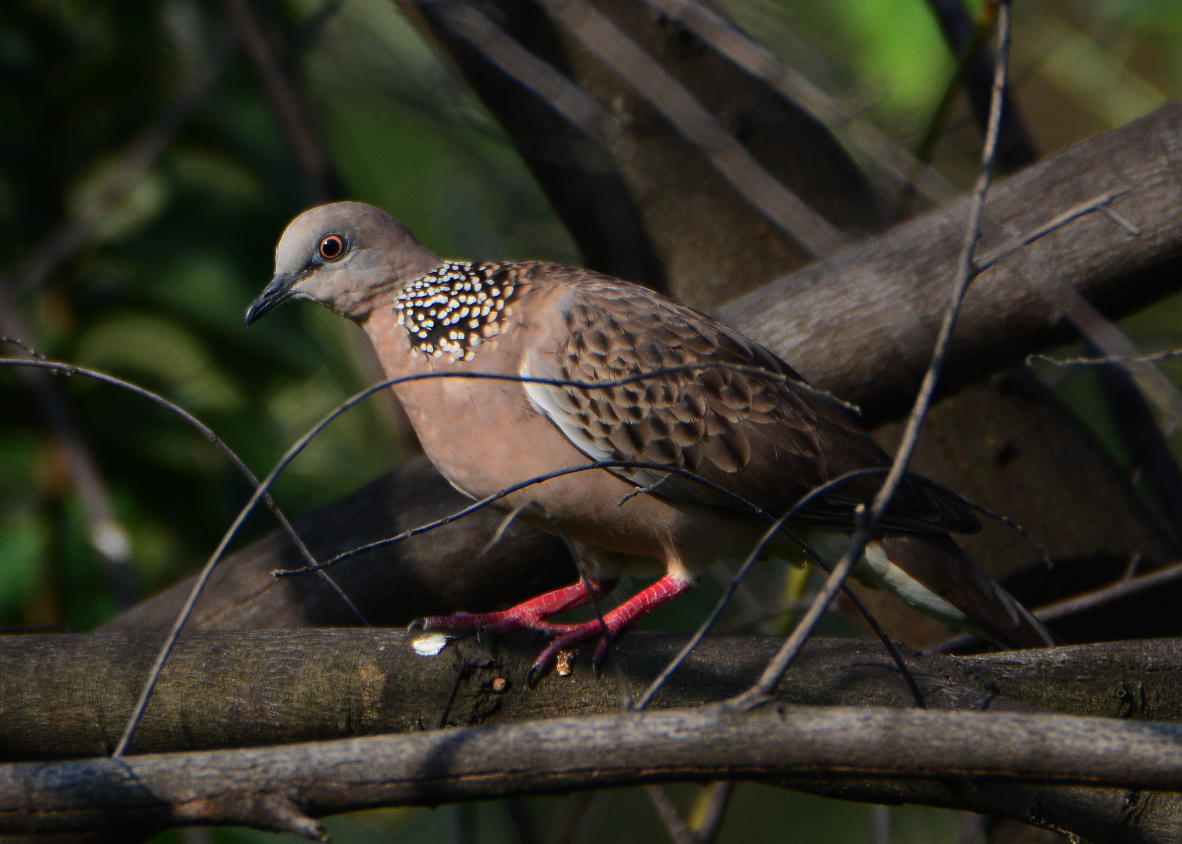 DSC_6666.jpg
