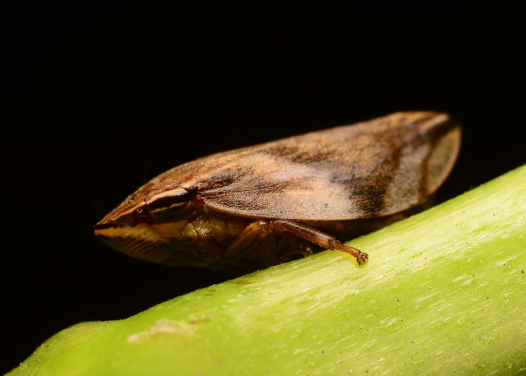 DSC_9747.jpg