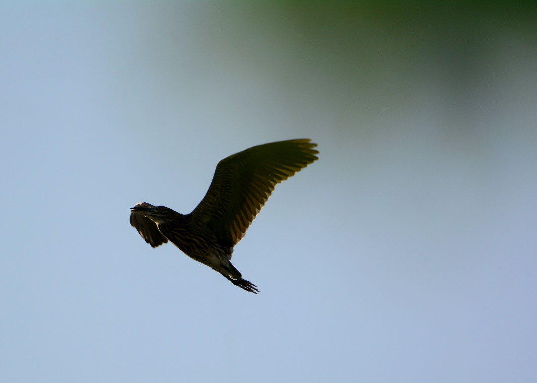 DSC_8758.jpg