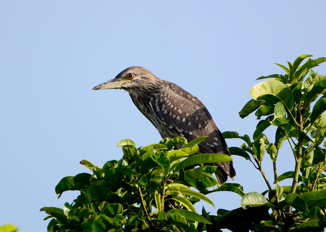 DSC_8701.jpg