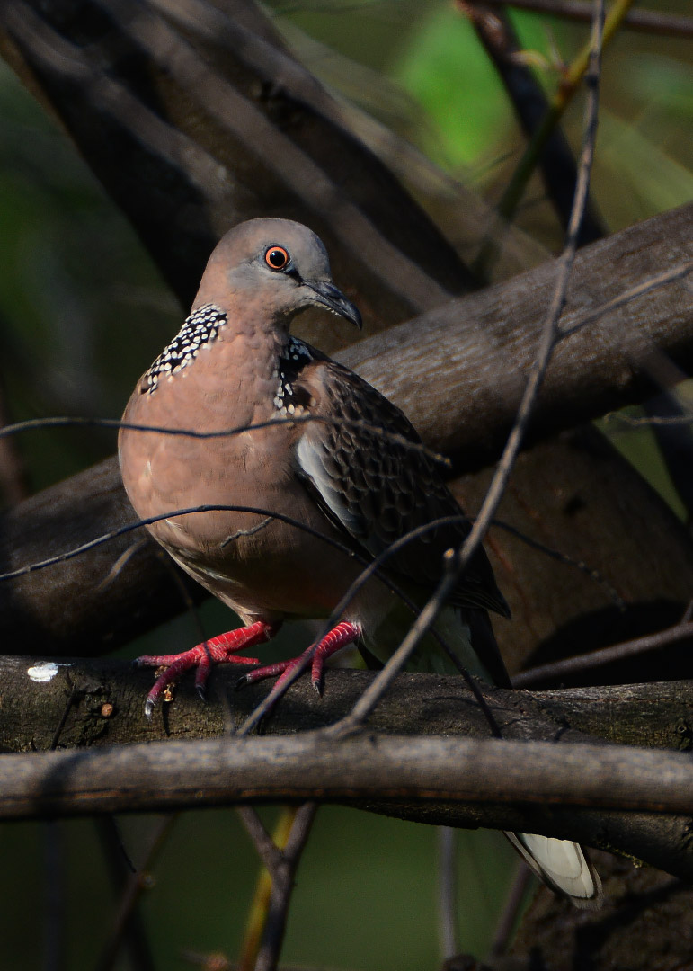 DSC_6659.jpg