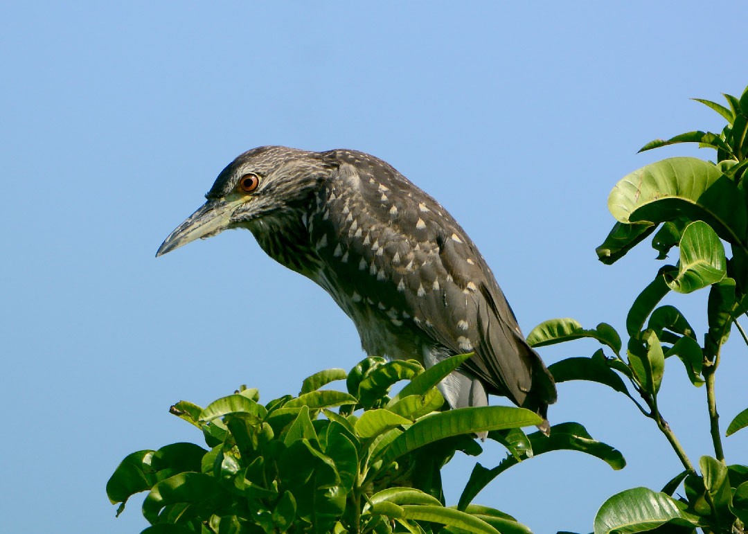 DSC_8832.jpg