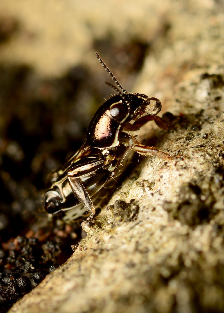 DSC_6252.jpg