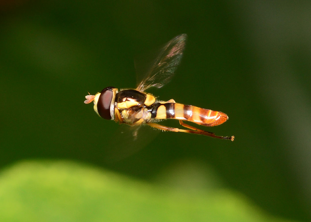 DSC_9806.jpg