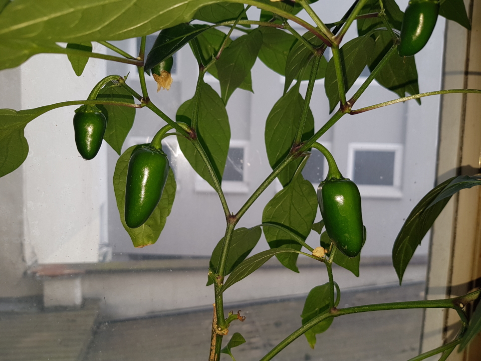 20190813_182211.jpg