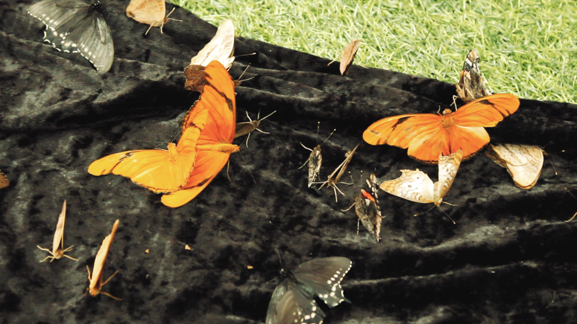 butterfly steem photo 3.png