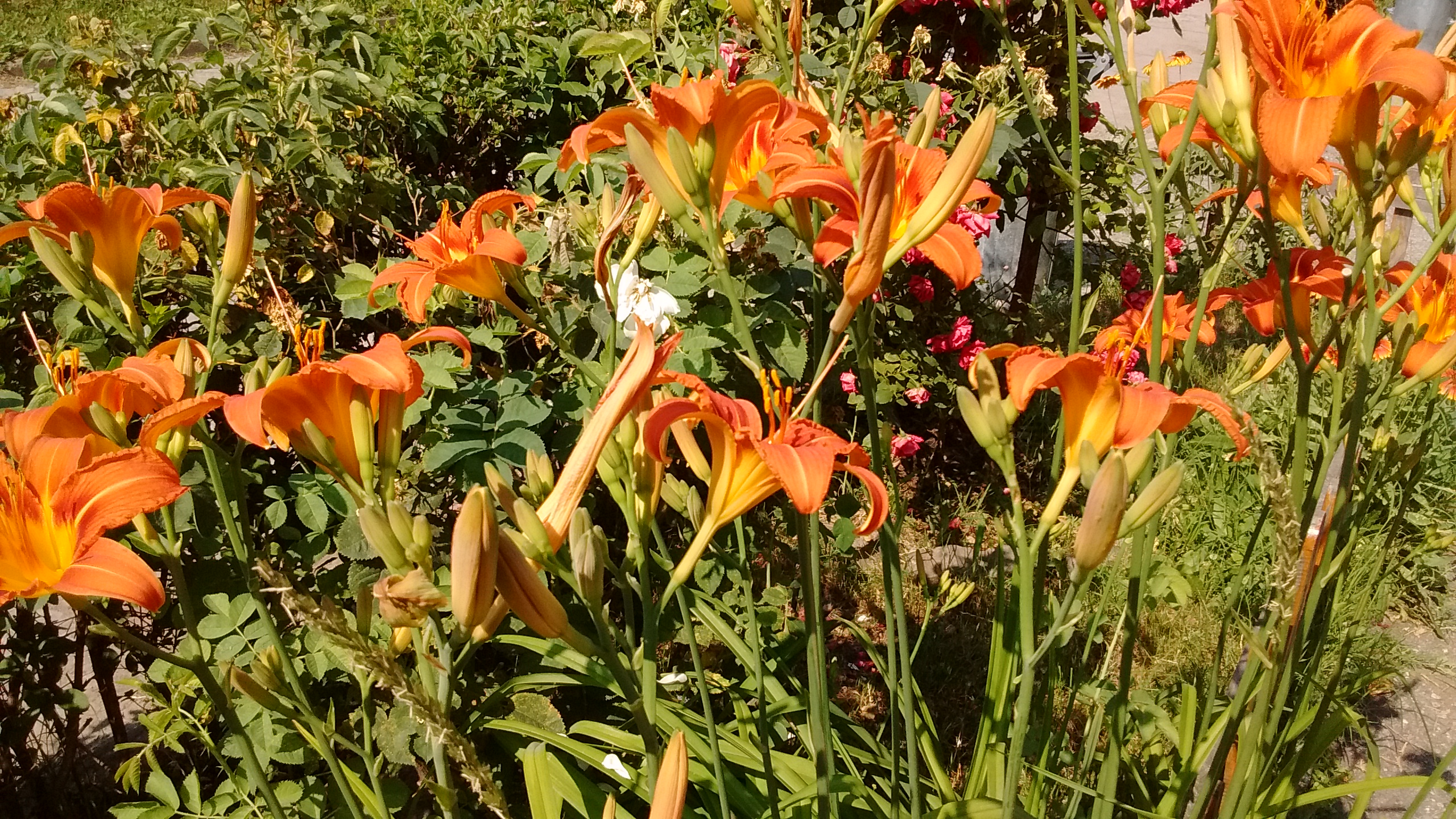 IMG_20190617_103128337.jpg