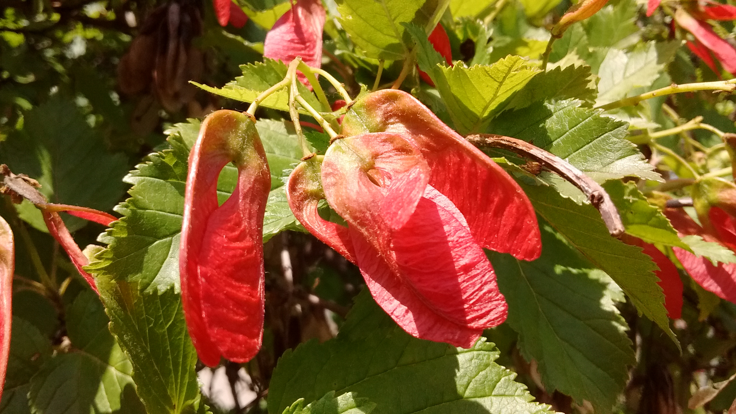 IMG_20190615_143019661.jpg