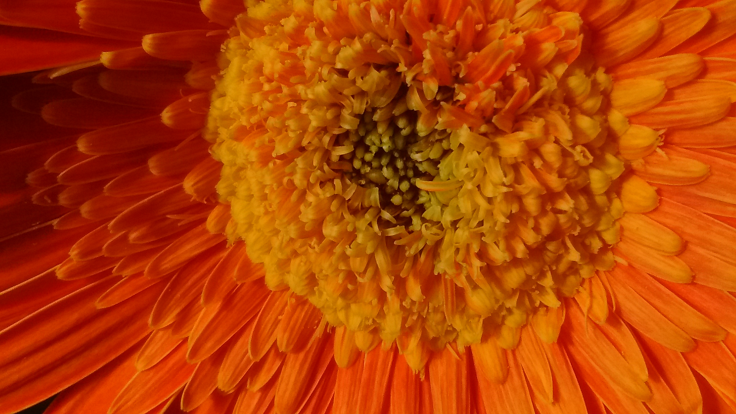 IMG_20180916_161853115.jpg