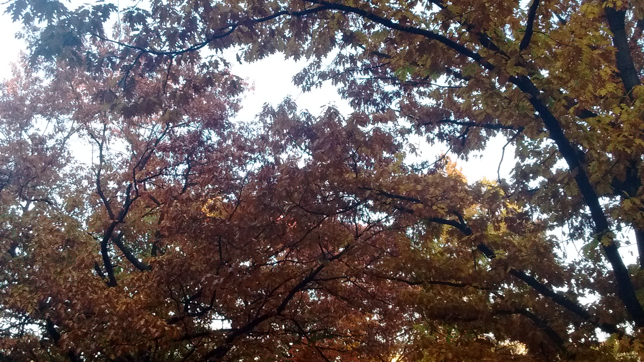 IMG_20181015_181233044.jpg