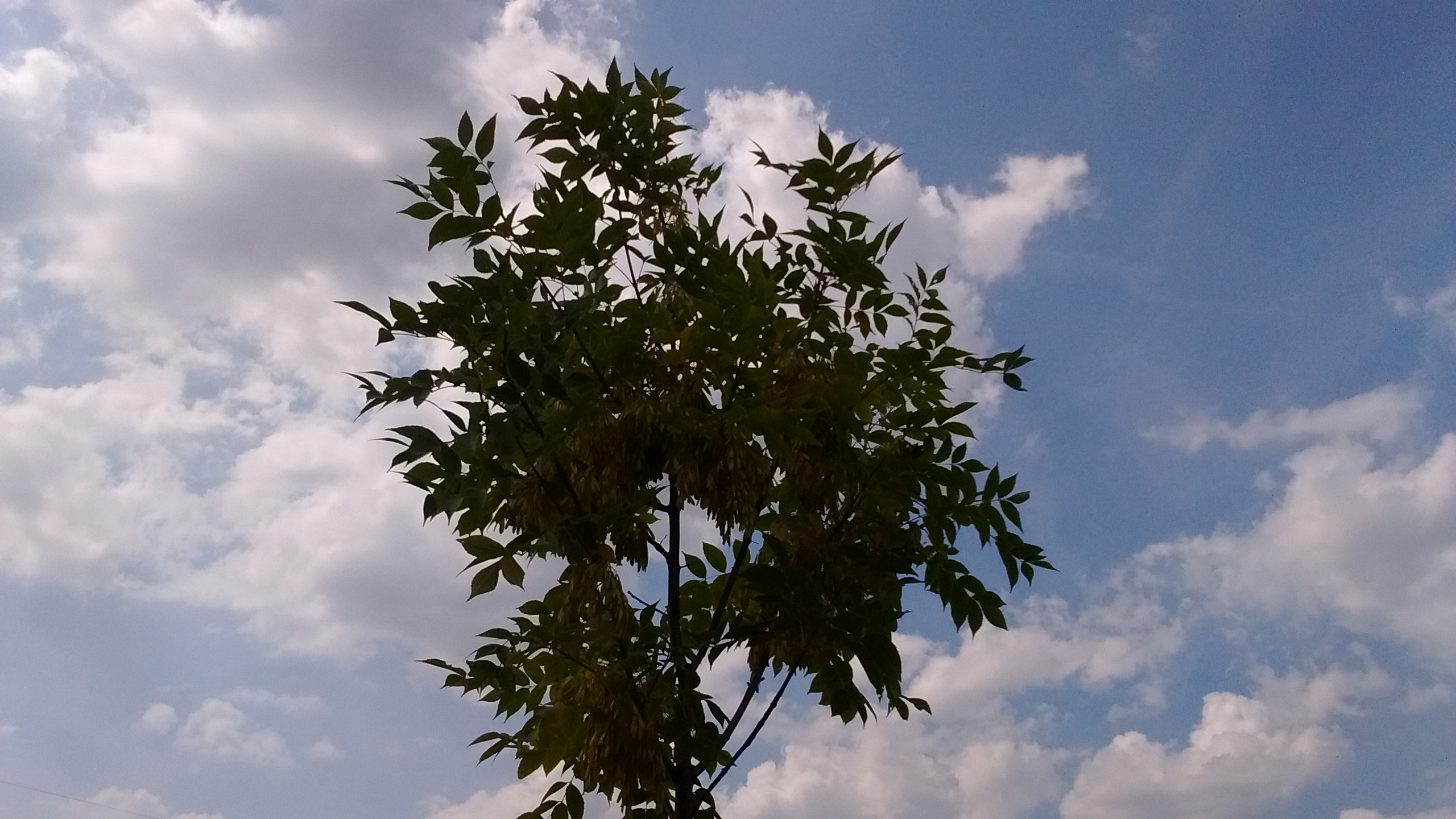 IMG_20180816_150440650.jpg