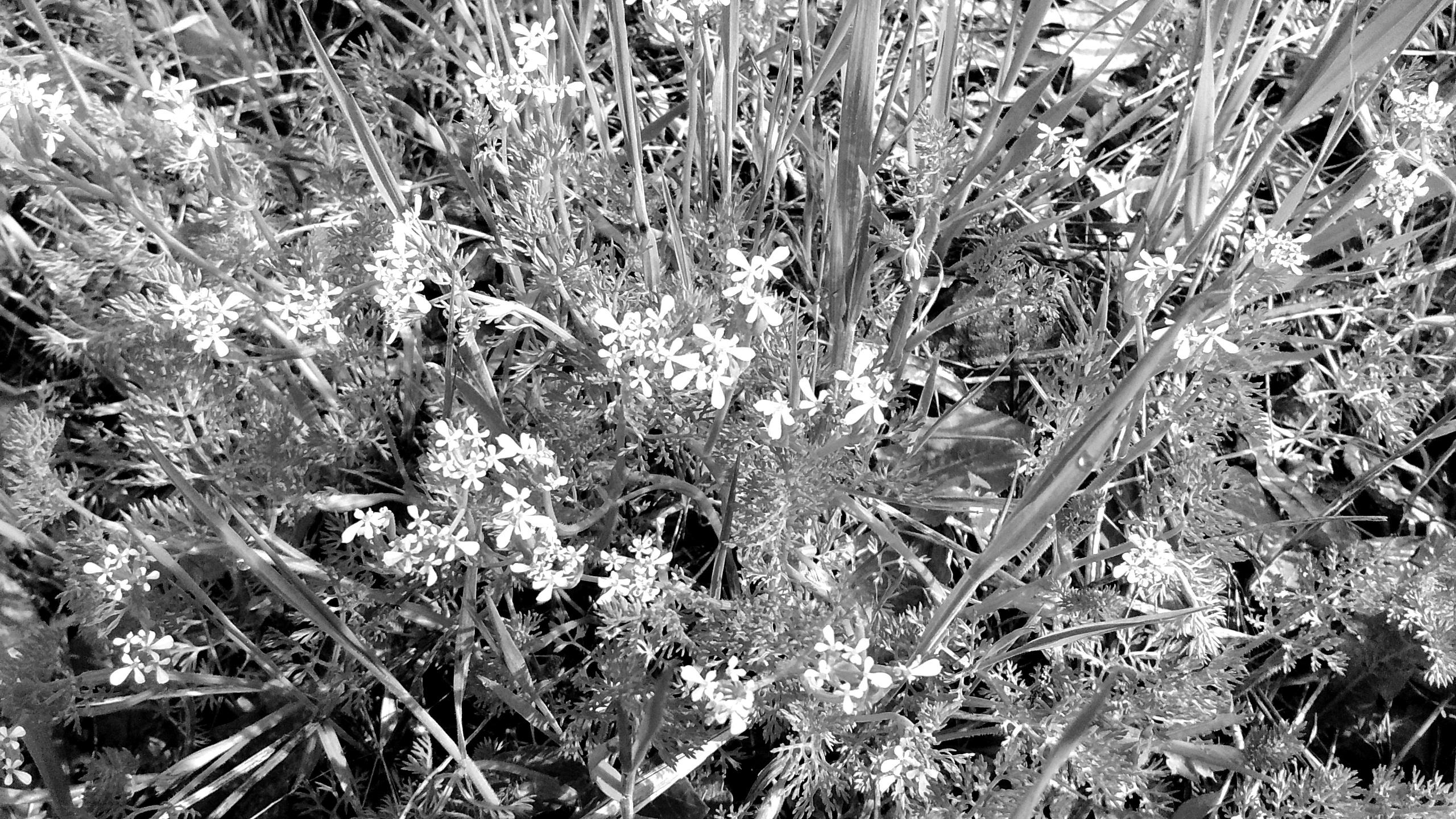 IMG_20190427_101518976 Copy.jpg