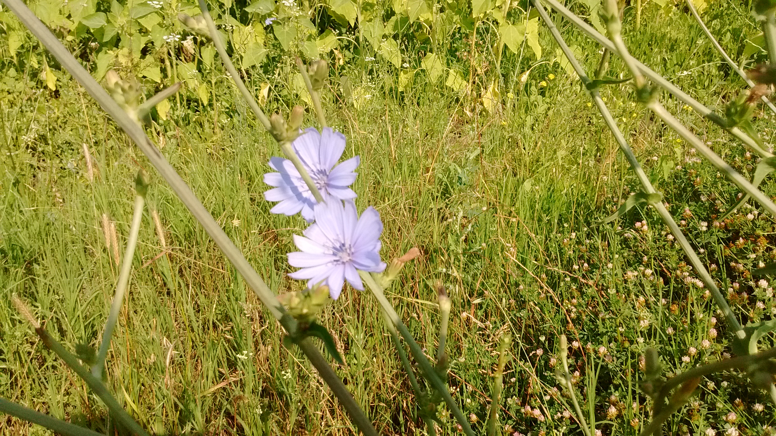 IMG_20190624_095445159.jpg