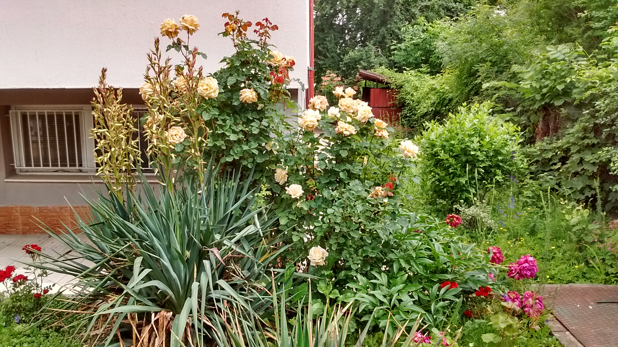 IMG_20190606_112319385_HDR.jpg