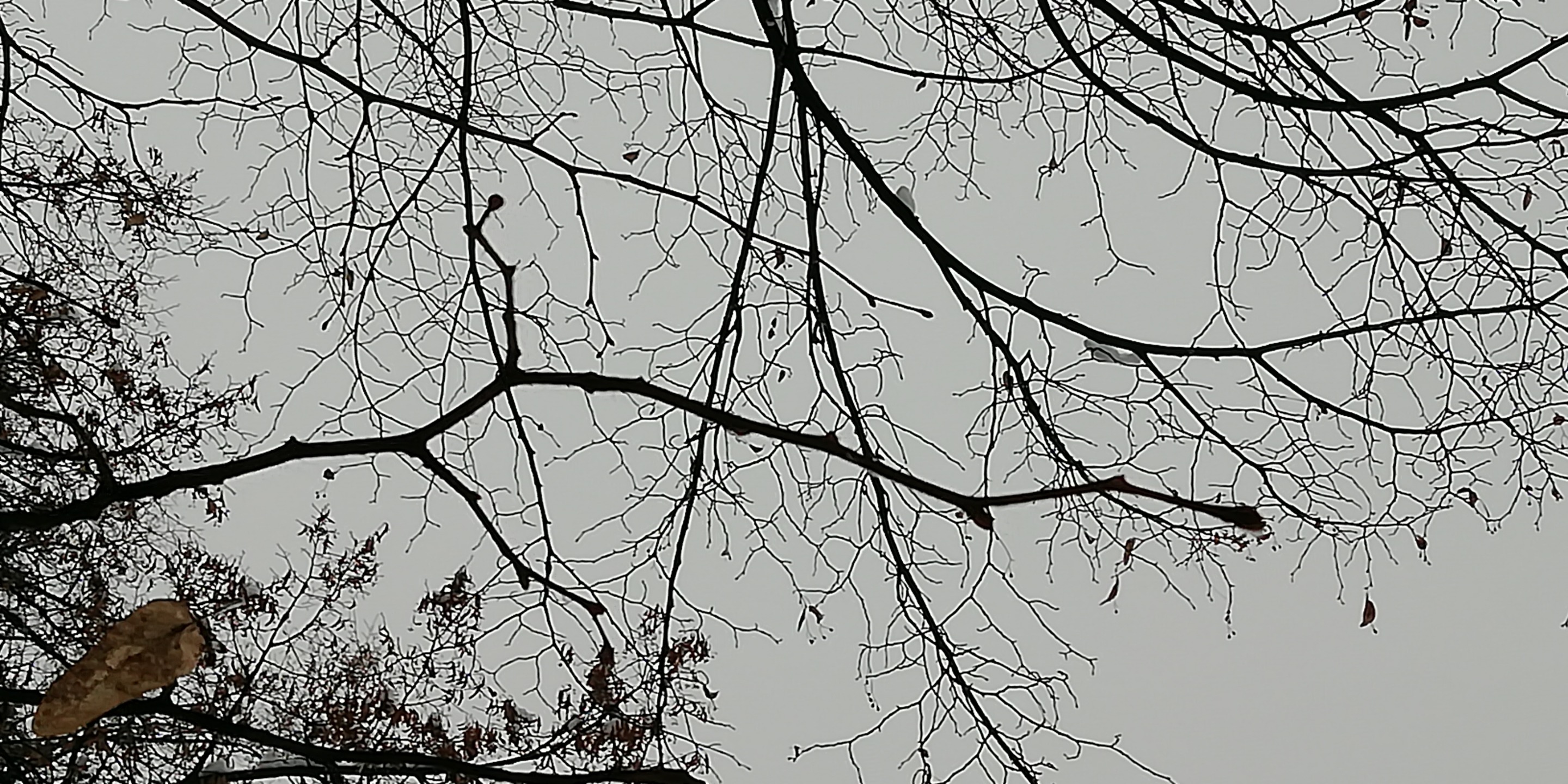 IMG_20181220_085244.jpg