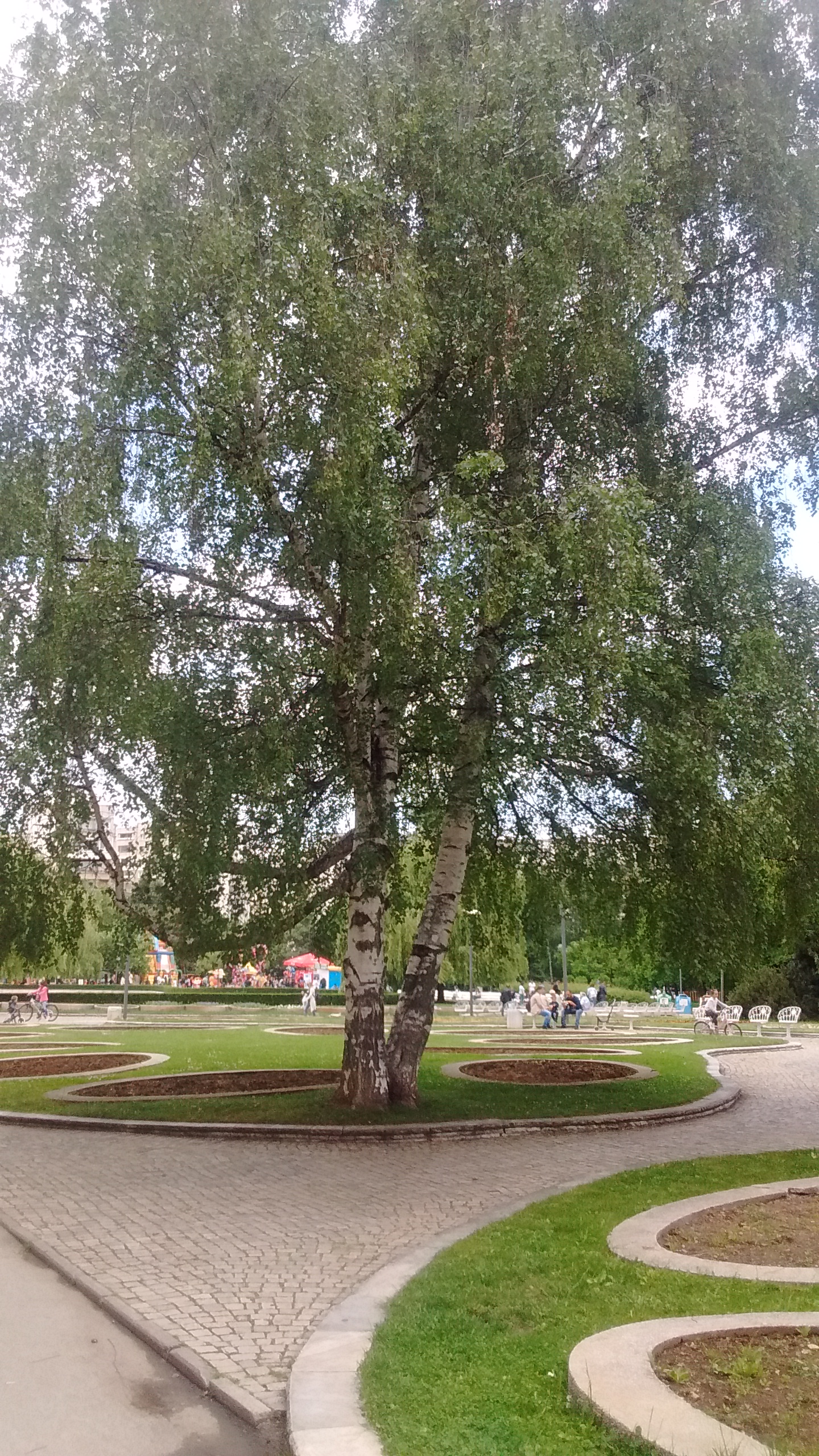 IMG_20190601_115545320.jpg