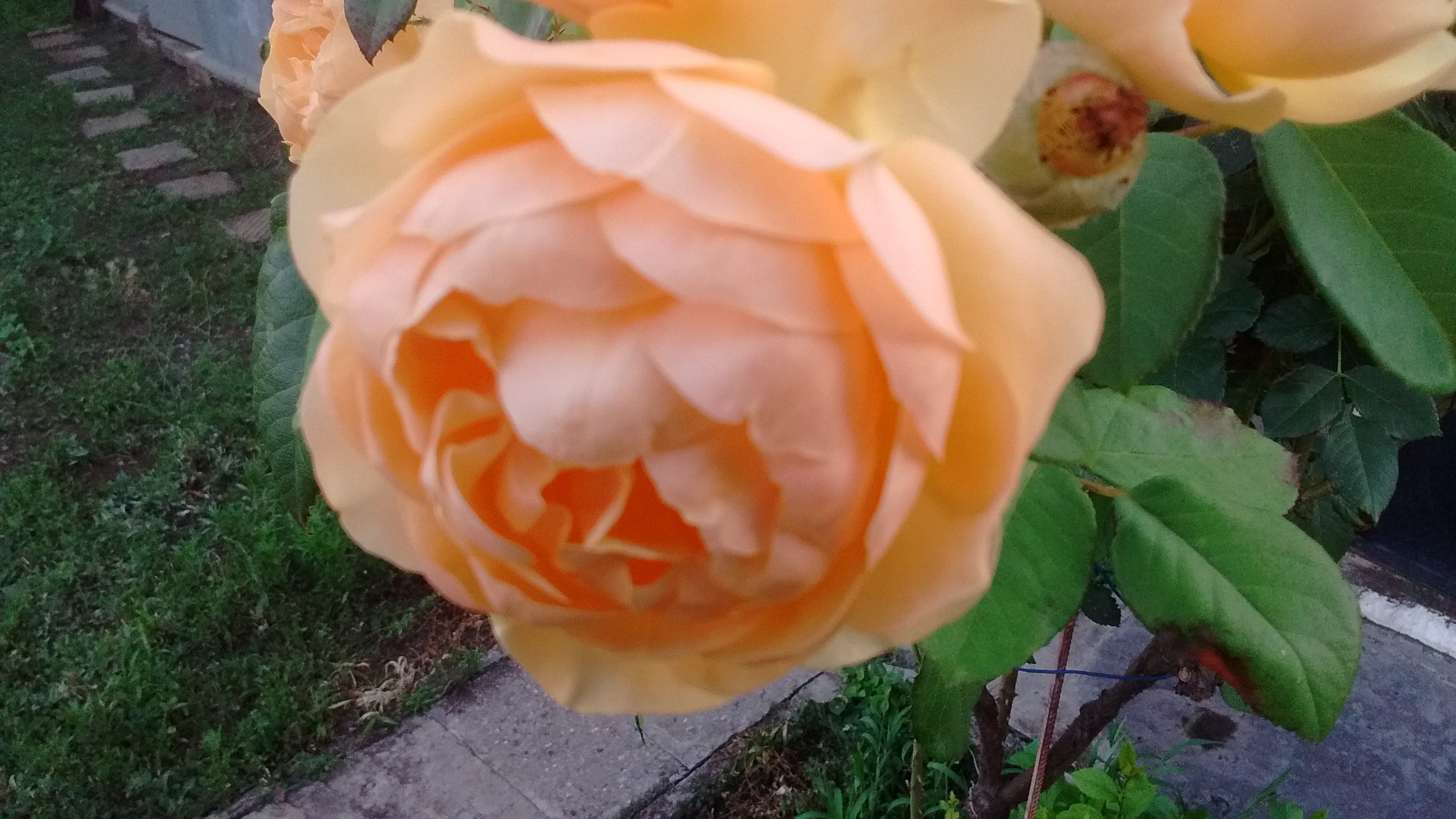 IMG_20180714_202737145.jpg