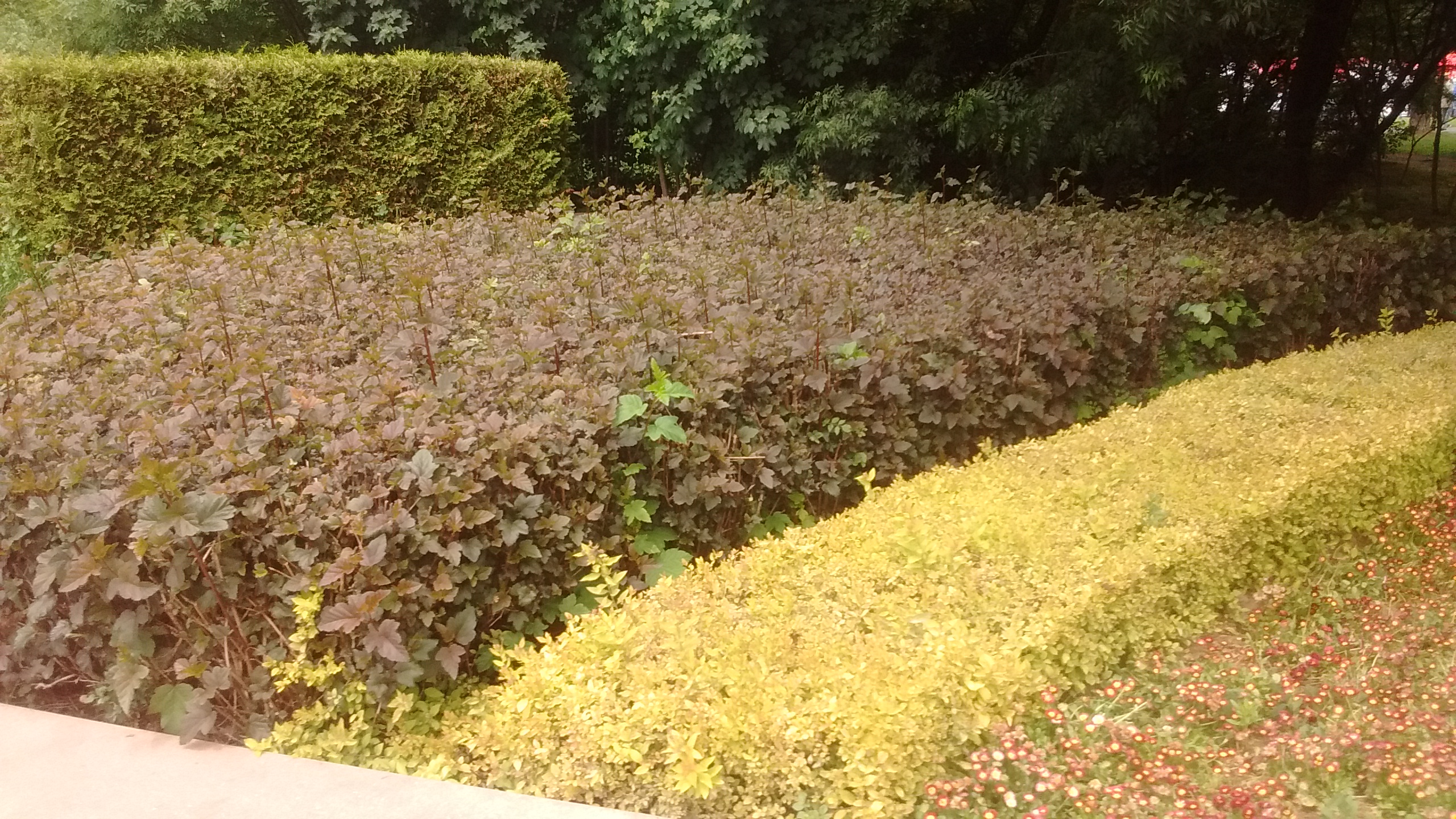 IMG_20190601_121656201.jpg