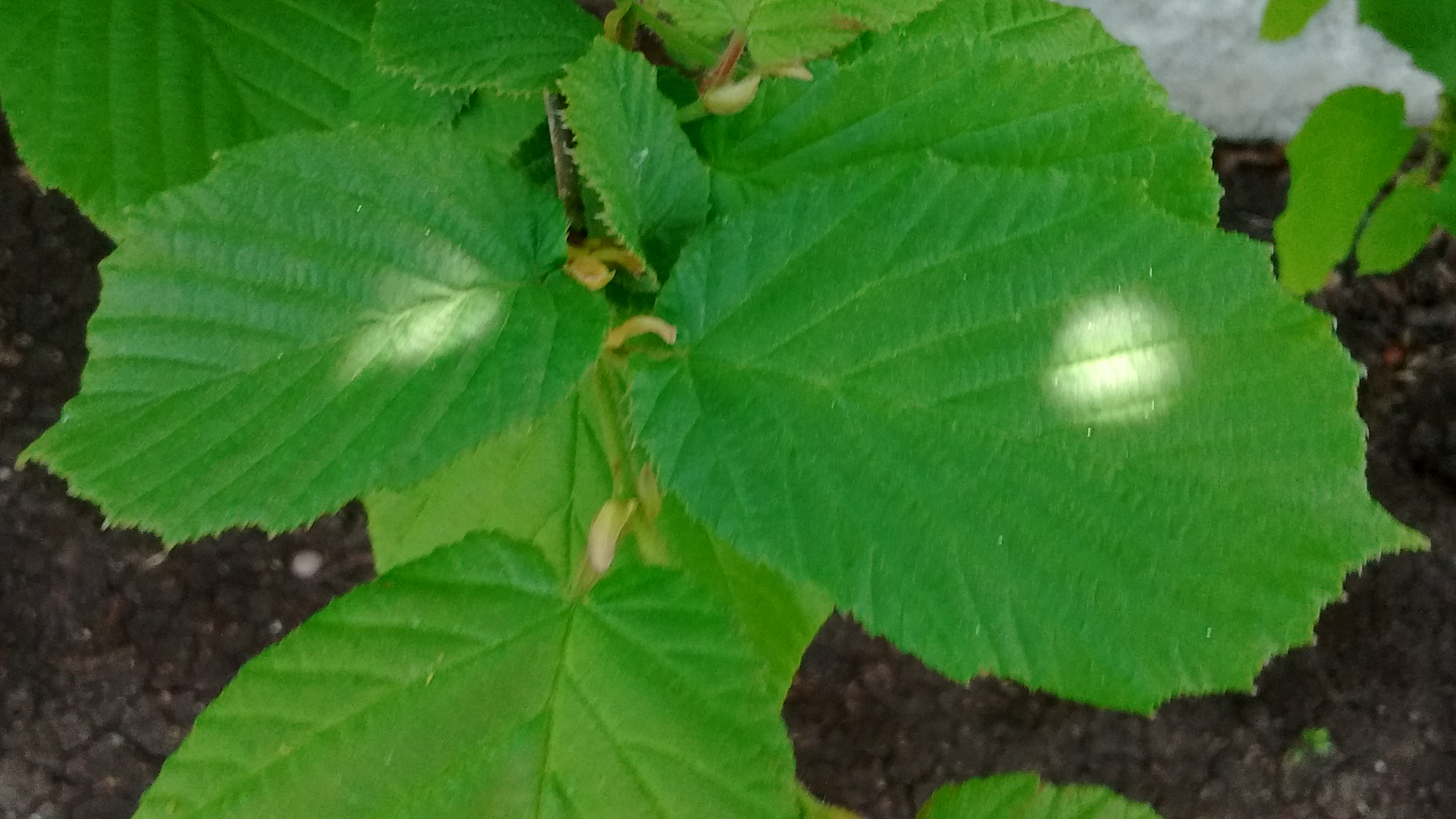 IMG_20190427_120841419.jpg